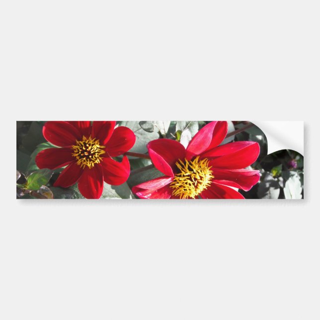 Pegatina Para Coche flores de margarita rosada roja / margarita (Frente)