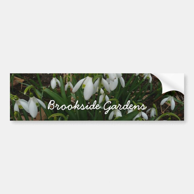 Pegatina Para Coche Flores de Primavera Blanca (Galanthus) (Frente)