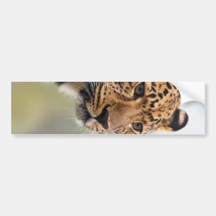 Pegatina Para Coche Foto de Leopard