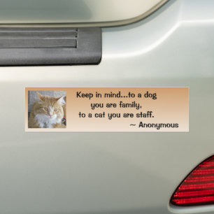 Pegatina Para Coche Funny Maine Coon Kitten Photo Personalizada