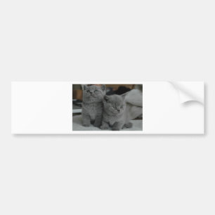 Pegatina Para Coche gatito joven mascota ronroneo maullar gatito lindo
