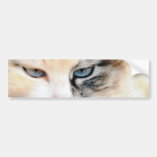 Pegatina Para Coche Gato