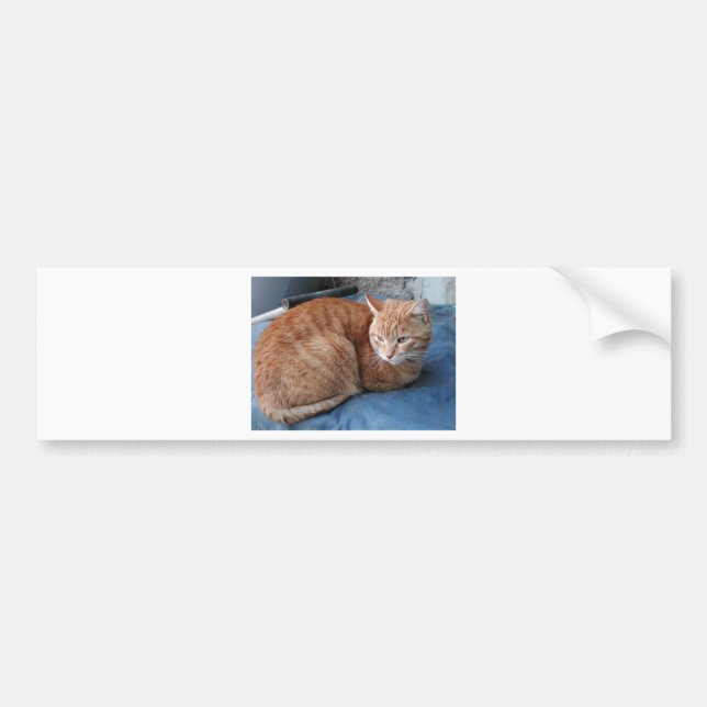 Pegatina Para Coche Gato Beige (Frente)