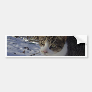 Pegatina Para Coche Gato curioso