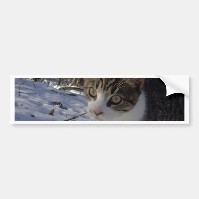Pegatina Para Coche Gato curioso (Frente)