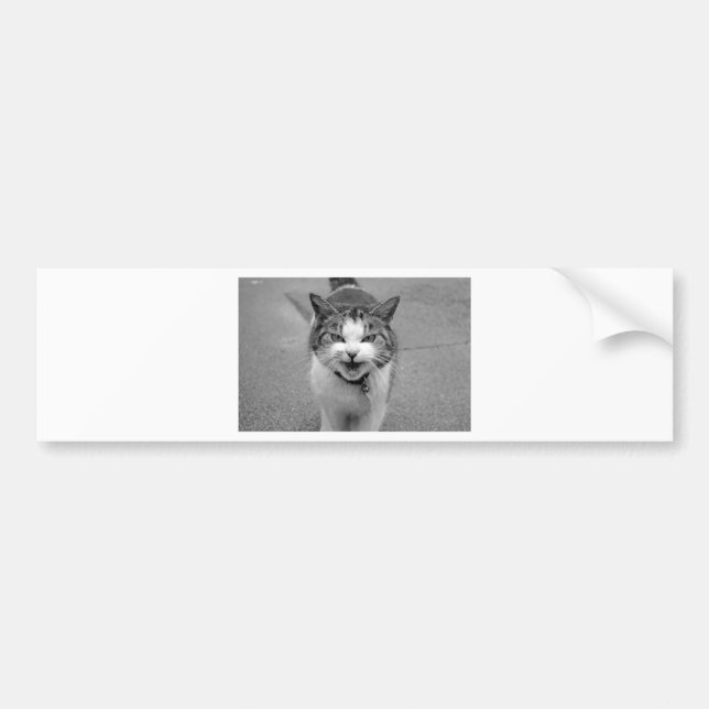 Pegatina Para Coche Gato enojado (Frente)