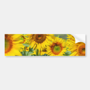 Pegatina Para Coche Girasoles brillantes