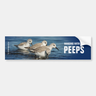 Pegatina Para Coche Gracioso plato 4 sandpipers en la playa