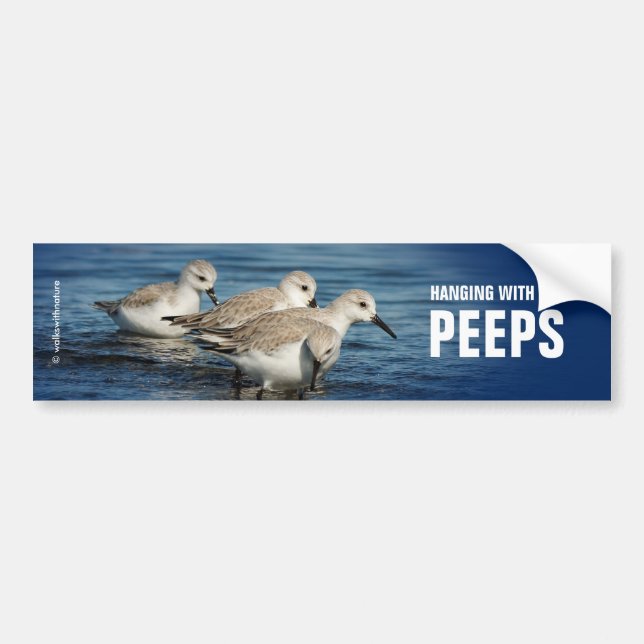 Pegatina Para Coche Gracioso plato 4 sandpipers en la playa (Frente)