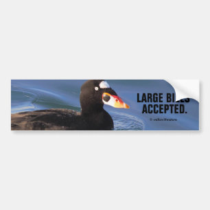 Pegatina Para Coche Graciosos billetes grandes aceptados Surf Scoter D