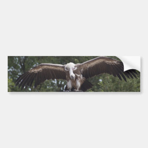 Pegatina Para Coche Gyps fulvus