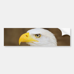 Pegatina Para Coche Haliaeetus americano Leucocephalus de Eagle calvo