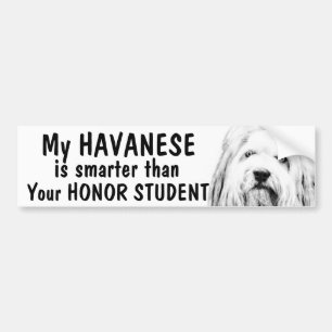 Pegatina Para Coche Havanese - más elegante que estudiante del honor -