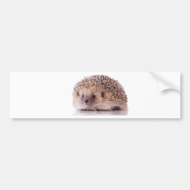 Pegatina Para Coche Hedgehog, (Frente)