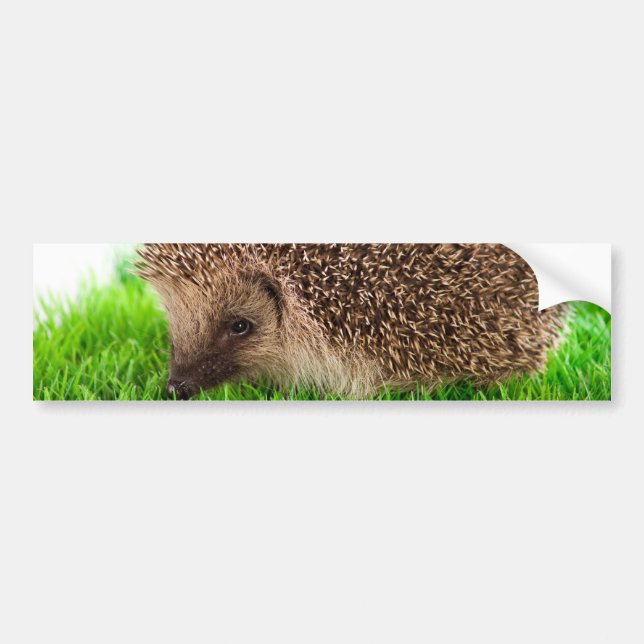 Pegatina Para Coche hedgehog (Frente)