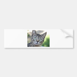 Pegatina Para Coche Hermoso Gray Kitten con impresionantes ojos