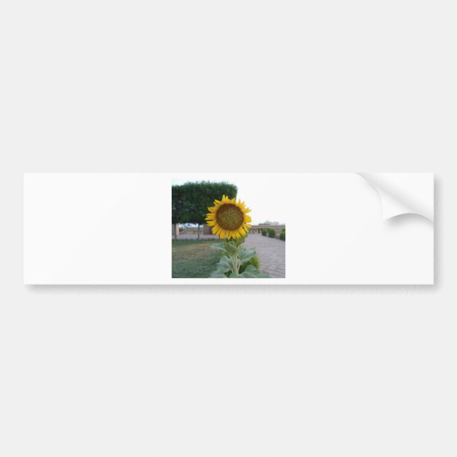 Pegatina Para Coche Hermoso Sunflower (Frente)