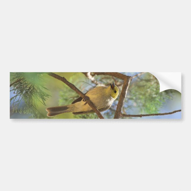 Pegatina Para Coche Honeyeater Blanco-sondeado (Frente)