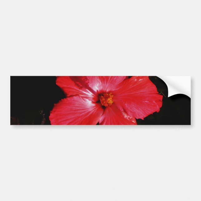 Pegatina Para Coche Hot Pink Red Hibiscus flower on Black (Frente)
