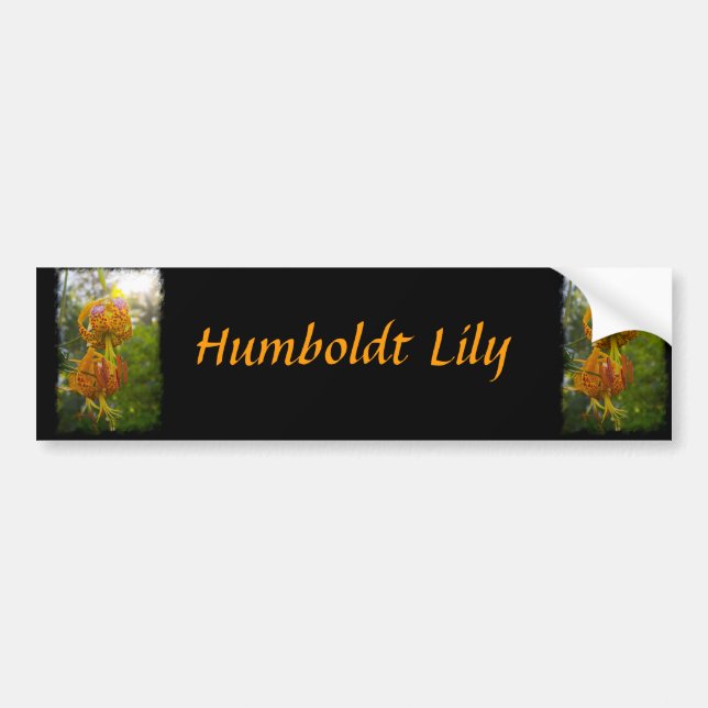 Pegatina Para Coche Humboldt Lilies Sunburst (Frente)