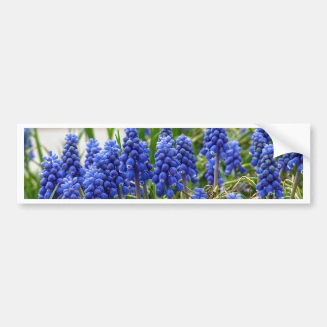 Pegatina Para Coche Hyacinth de uva (Frente)