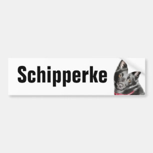 Pegatina Para Coche Imagen de Schipperke