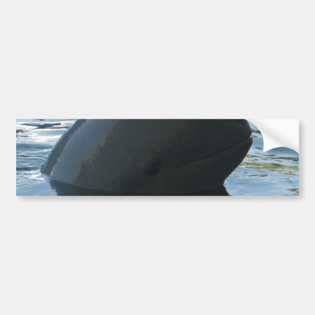 Pegatina Para Coche Irrawaddy Dolphin Peek-A-Boo (Frente)