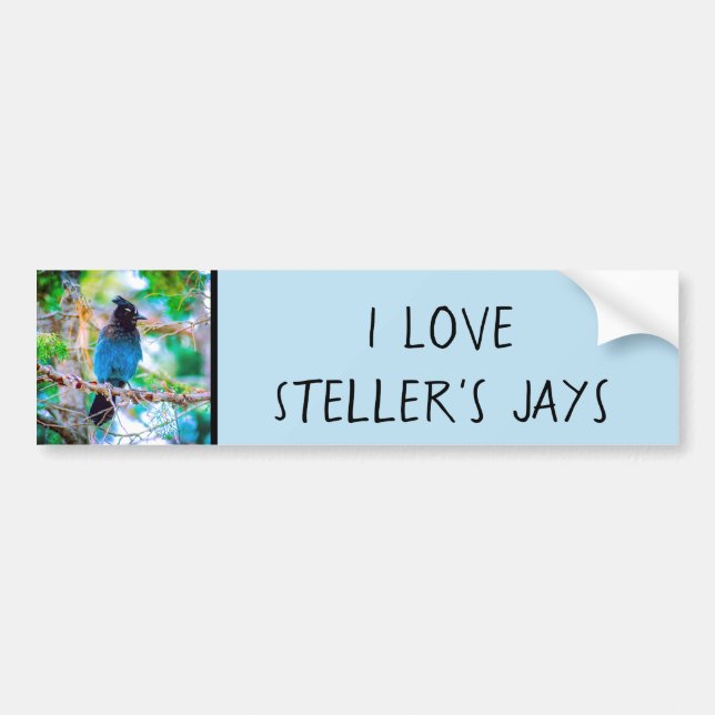 Pegatina Para Coche Jay de Steller - Fotografía original (Frente)
