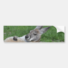 Pegatina Para Coche Kangaroo