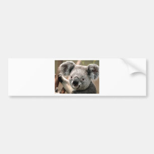 Pegatina Para Coche Koala