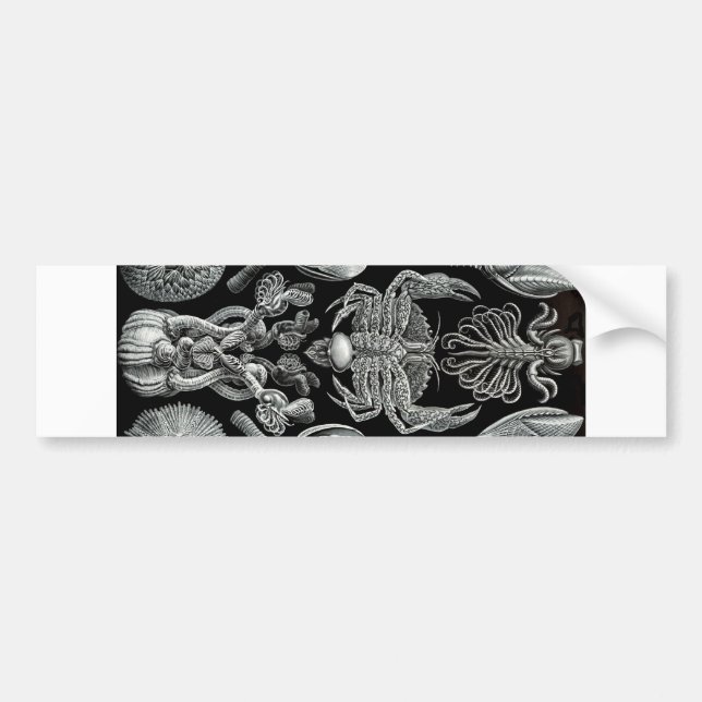 Pegatina Para Coche Lapas (Frente)