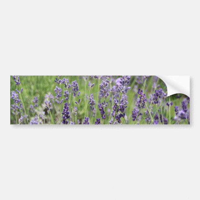 Pegatina Para Coche Lavanda (Frente)