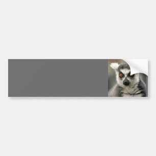 Pegatina Para Coche lemur de la cola del anillo