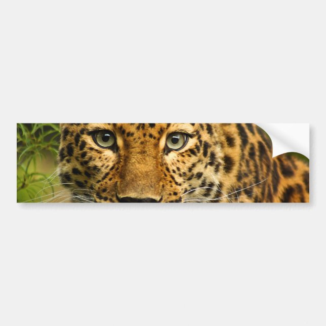 Pegatina Para Coche Leopardo de Amur (Frente)