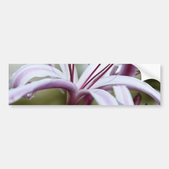 Pegatina Para Coche Lily (Frente)