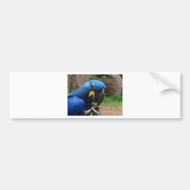 Pegatina Para Coche loro blauaras (Frente)