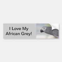 Loro magnífico del gris africano