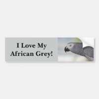 Loro magnífico del gris africano