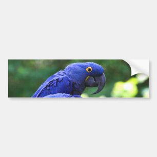 Pegatina Para Coche Macaws del jacinto