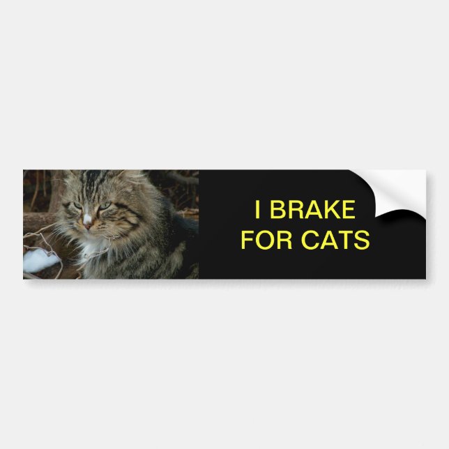 Pegatina Para Coche Magnate de parachoques para gato Maine Coon (Frente)