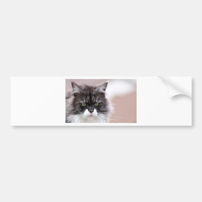 Pegatina Para Coche Maine Coon Cat (Frente)