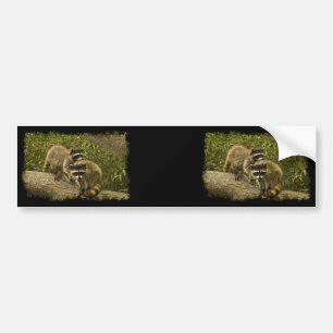 Pegatina Para Coche Mapaches