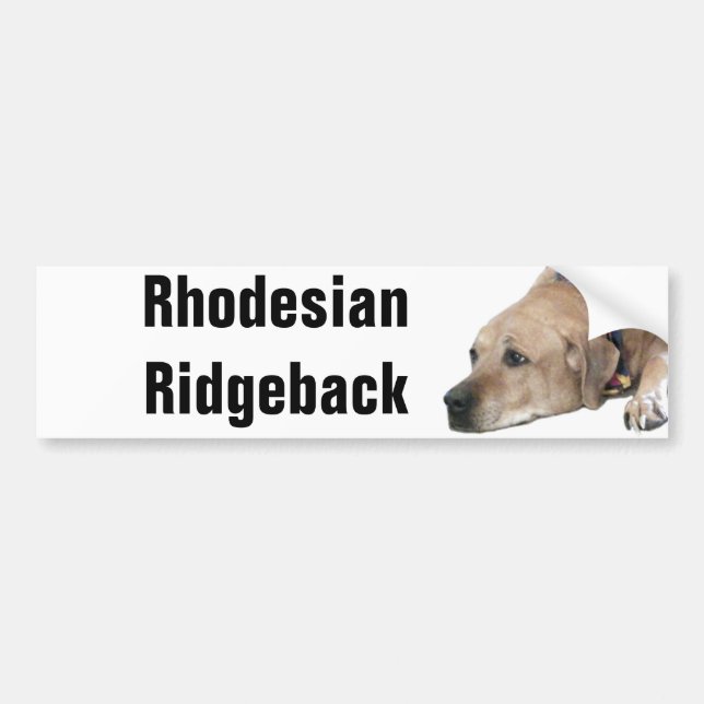 Pegatina Para Coche Mascota Rhodesian Ridgeback (Frente)