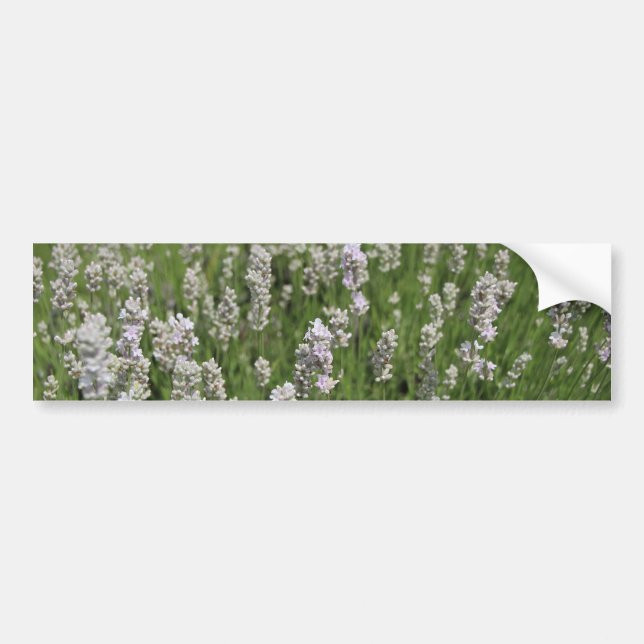Pegatina Para Coche Melissa Lavender  (Frente)