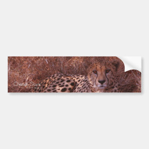 Pegatina Para Coche Mirada de guepardo
