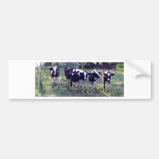 Pegatina Para Coche Moooooo (Frente)