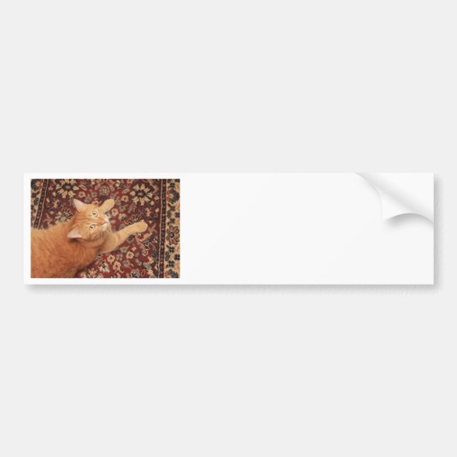 Pegatina Para Coche Naranja Tabby (Frente)