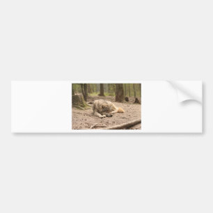 Pegatina Para Coche Naturaleza salvaje del país del lobo del amor anim
