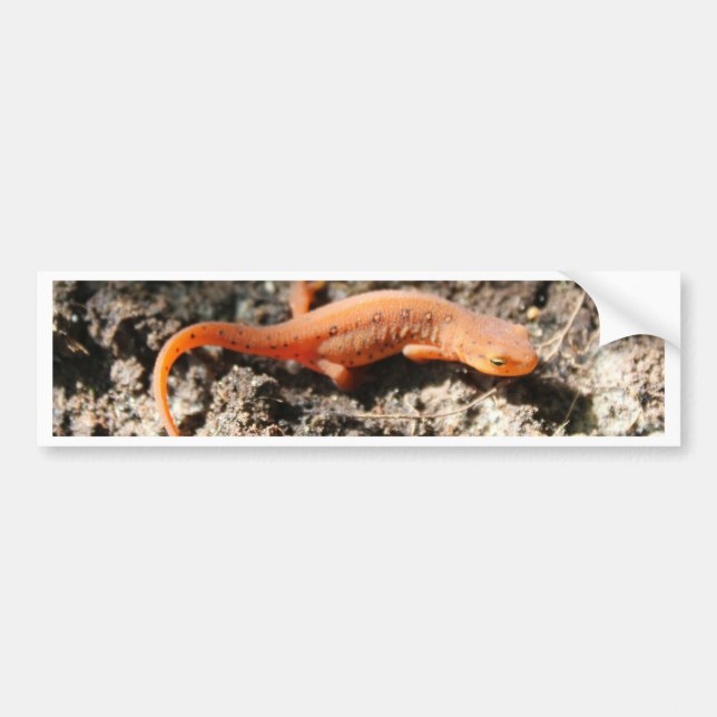 Pegatina Para Coche Newt del este (Frente)