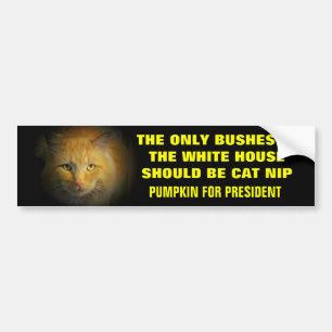 Pegatina Para Coche No más Bush en la Casa Blanca... Calabaza para el 